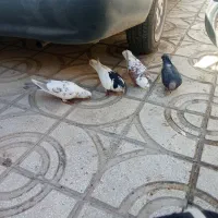 کبوتر|پرنده|سبزوار, زینبیه|دیوار