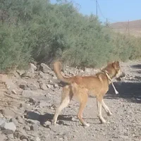 توله سگ