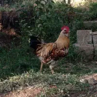 خروس ریسی محلی|حیوانات مزرعه|پاوه, |دیوار
