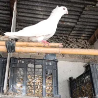 کبوتر سفید کلاهدار پاپر