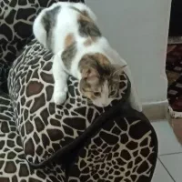 گربه دی اس اچ واگذاری