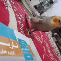عروس هلندی نر بالغ|پرنده|لاهیجان, گلستان|دیوار