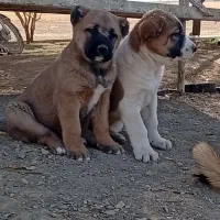 توله سراب عراقی|سگ|باقرشهر, |دیوار