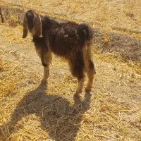 کهره نر