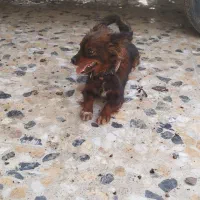 واگذاری شیتزو پامر