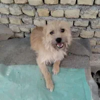 واگذاری سگ پا کوتا  ماده|سگ|آزادشهر, |دیوار