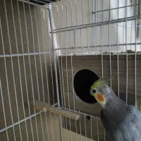 جفت عروس هلندی مولد