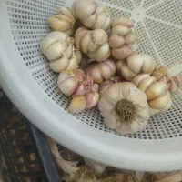 سیر همدان همه بزرگ یکدست