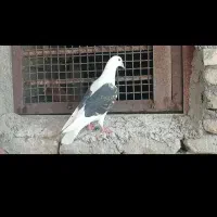 کبوتر