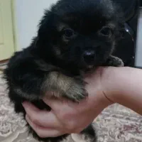 توله اشپیتز دوماهه|سگ|کیاشهر, |دیوار