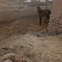 کره اسب نر آروم|حیوانات مزرعه|بجنورد, |دیوار