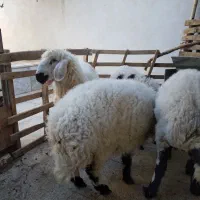 بره نر شیرومیش چاق گوشتی جگر شاخی رایگان|حیوانات مزرعه|رفسنجان, |دیوار
