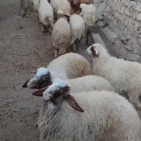 بره سفید|حیوانات مزرعه|اسلام‌‌آباد غرب, |دیوار