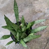 گل های زینتی و آپارتمانی|گل و گیاه طبیعی|رشت, حمیدیان|دیوار