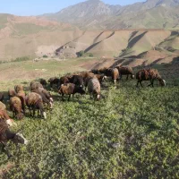 فروش میش آبستن