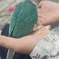 طوطی گرینچیک تازه دون خور