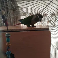 فروش عروس هلندی جفت گرینچی