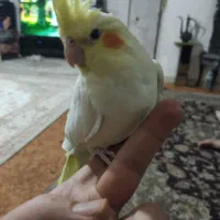 چندتا عروس هلندی