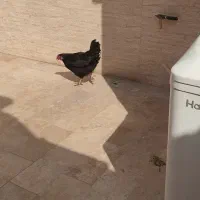 مرغ
