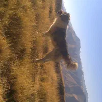 سگ گله ای|سگ|سنندج, |دیوار