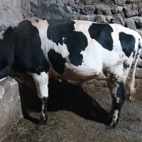 فروش گوساله نر|حیوانات مزرعه|هیر, |دیوار