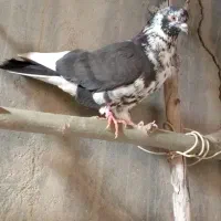 کبوتر رفتنی