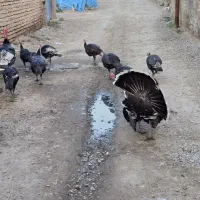 بوقلمون سنگین|حیوانات مزرعه|سرخنکلاته, |دیوار