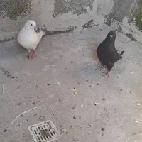 معاوضه یک جفت کبوتر با مرغ عشق|پرنده|بندرعباس, |دیوار