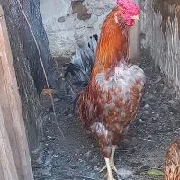فروش کحیلان