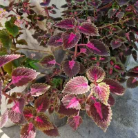 گل حسن یوسف و باباادم و پوتوس و سانسوریا|گل و گیاه طبیعی|رحیمآباد, |دیوار