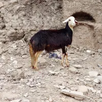 بره قوچ فروشی|حیوانات مزرعه|زند, |دیوار