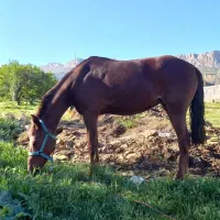 اسب|اسب و تجهیزات اسبسواری|چنگ الماسی, |دیوار