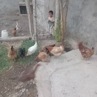مرغ روستایی