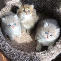 گربه بریتیش یا اسکاتیش ملوس می‌خوای/ ایران کتز