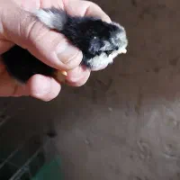 تخم نطفه دار گلین|حیوانات مزرعه|بابکان, |دیوار