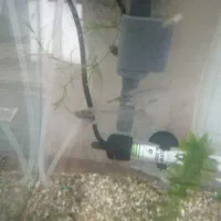 ماهی گلس فیش|ماهی|قم, اسمعیل آباد|دیوار