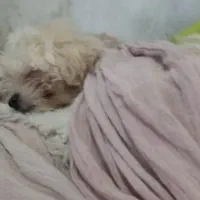 دو تا سگ شیتزو خوشگل و بازی خوش. بی صدا|سگ|بیرجند, |دیوار