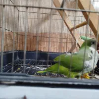 طوطی راحب دستی سخنگو به شرط صحبت