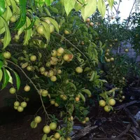 لیمو شیرین محلی