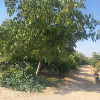 1050متر باغ آجیلی عالی نزدیک آسفالت|فروش دفتر صنعتی، کشاورزی، تجاری|سامان, |دیوار