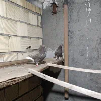 کفتر جوجه دم سفید قهوه ای|پرنده|فلاورجان, |دیوار