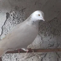 تعدادی کبوتر نر و ماده