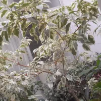 تعدادی گل|گل و گیاه طبیعی|بجنورد, |دیوار