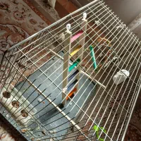 عروس هلندی نر|پرنده|لاران, |دیوار