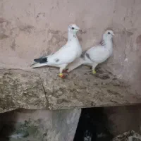 المانی