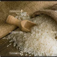 برنج طارم فریدونکنار