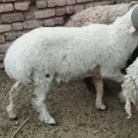 بره چاق|حیوانات مزرعه|بم, |دیوار