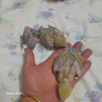 جوجه۱ماهه طوطی برزیلی با سه ماهه.عروس ۱ماهه و۳ماهه|پرنده|اسلام‌شهر, مطهری|دیوار