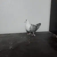 مخمل سوسنی ماده|پرنده|شیراز, آبیاری|دیوار