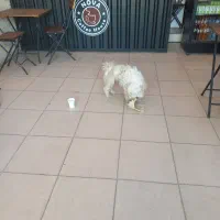 پیدا شدن سگ در